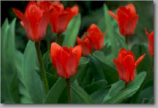 Flower Arrangements, Nanaimo